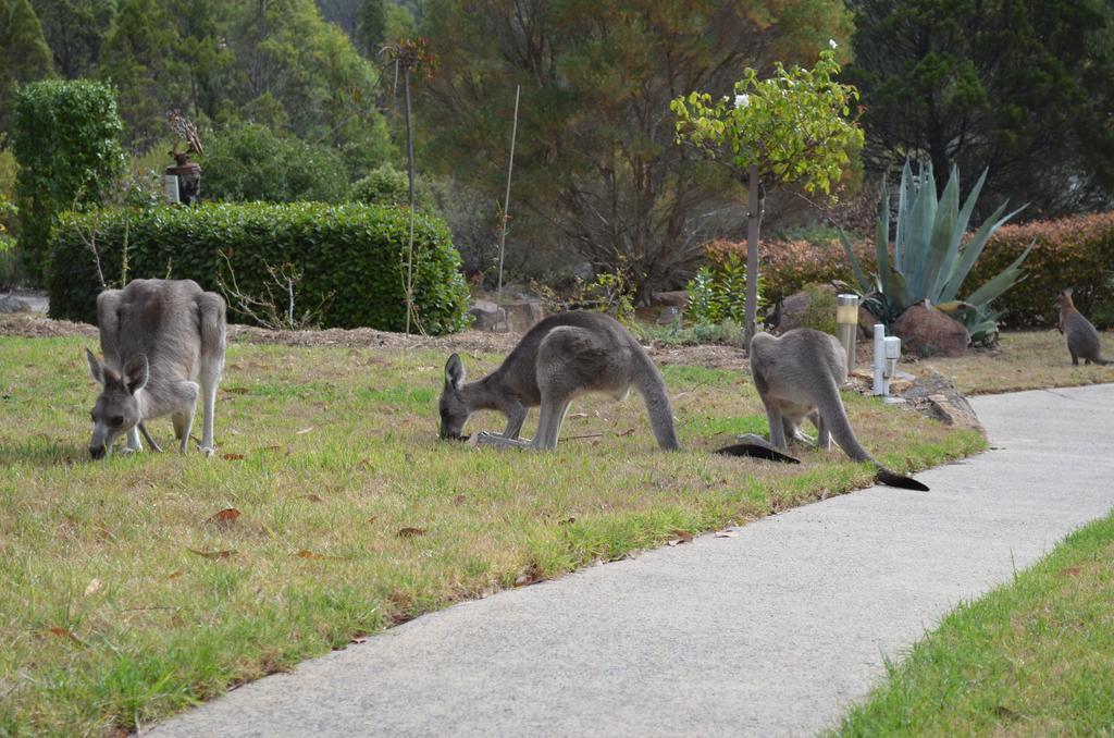 31 The Rocks Bed & Breakfast Stanthorpe Luaran gambar